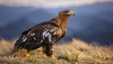 A majestic golden eagle with brown and white feathers stands on a grassy hill, surveying its