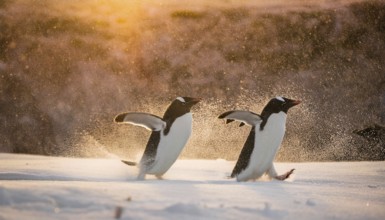 Two penguins waddle across the snow as the sun sets, creating a warm, glowing atmosphere in the