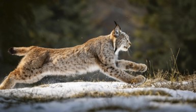 A majestic lynx runs swiftly through the snow in a forest, showcasing its agility and strength. The