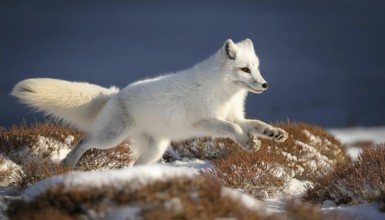 An arctic fox leaps through snowy tundra, its white fur blending into the winter landscape,