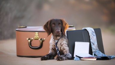A dog is laying on a suitcase with a tie around its neck. The suitcase is brown and has a gold