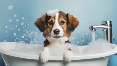 A dog is in a bathtub with bubbles. The dog is looking at the camera, AI generated