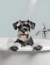 A dog is in a bathtub with bubbles. The dog is looking at the camera, AI generated