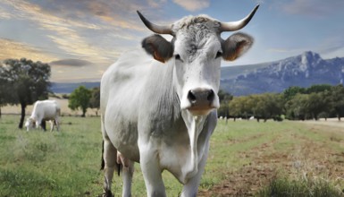 A cow is standing in a field with a mountain in the background. The cow is looking at the camera,