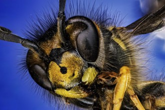 Macro photograph of a wasp with detailed facial features on a blue background, macro portrait of a