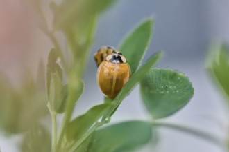 Close-up of a newly hatched ladybird (Coccinellidae) still without dots on a leaf, surrounded by