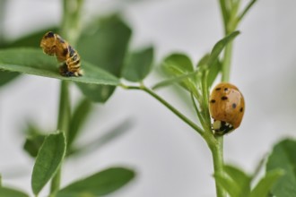 The successfully hatched ladybird (Coccinellidae), in the foreground the empty pupa, Wismar,
