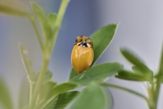 Ladybird (Coccinellidae) freshly hatched on a leaf with sharp focus, natural background, Wismar,