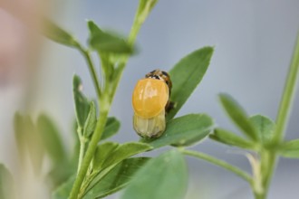 Macro photograph of a newly hatched ladybird (Coccinellidae) on a leaf drying its wings, natural