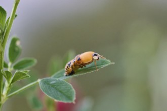 Ladybird larva (Coccinellidae) on a plant leaf, beetle hatching, macro photograph with natural