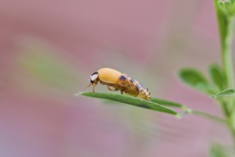 Ladybird larva (Coccinellidae) on a leaf in front of a light pink background, beetle almost fully