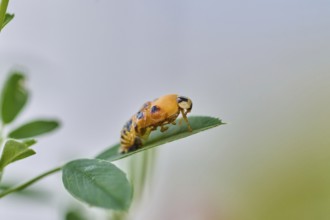 Macro photograph of a ladybird larva (Coccinellidae) on a green leaf in front of a blurred
