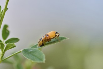 Macro photograph of a ladybird larva (Coccinellidae) on a green leaf in front of a blurred