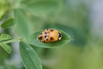 Macro photograph of a ladybird larva (Coccinellidae) on a leaf, beetle beginning to hatch,