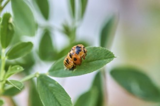 Ladybird larva (Coccinellidae) on a green leaf, beginning of hatching, close-up with clear focus on