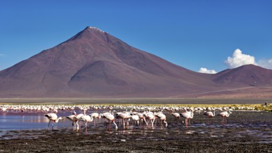 Flamingos stand in front of majestic mountains in shallow water, the James flamingos in the Laguna