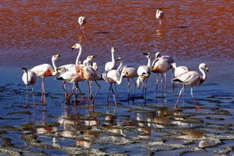 Group of flamingos standing together at a body of water, The James flamingos in the Laguna Colorada