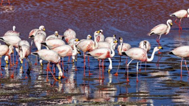 Flamingos gather in a shallow body of water under a blue sky, The James flamingos in the Laguna