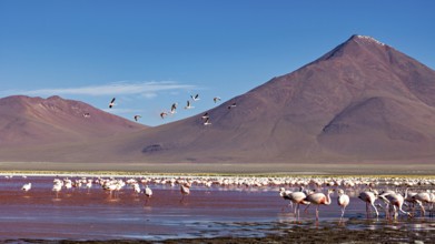 Flamingos and birds flying against a mountain backdrop in a vast landscape, the James flamingos in