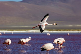 A flamingo flies over a lake with mountains in the background, The James flamingos in the Laguna