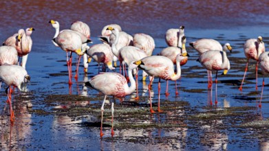 Flamingos standing in the water with red reflections of the surroundings, The James flamingos in