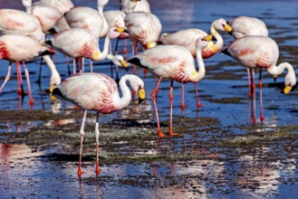 Group of flamingos standing in shallow water under a blue sky, The James flamingos in the Laguna