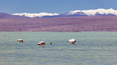 Flamingos nibbling in the calm water with snow-capped mountains in the background, The James