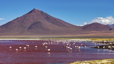 A row of flamingos in a red lagoon in front of an impressive volcano, The James flamingos in the