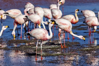 Large numbers of flamingos standing and reflected in the water, the James flamingos in the Laguna