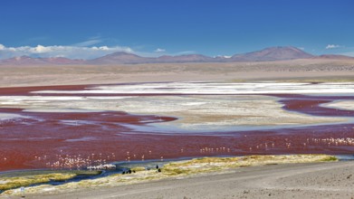 A vast landscape with a red lagoon and flamingos under a clear sky and mountain backdrop, the James