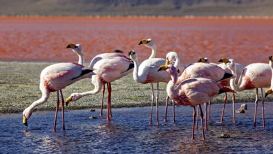 Flamingos stand on the shore of a red lagoon and look at the reflecting water, The James flamingos
