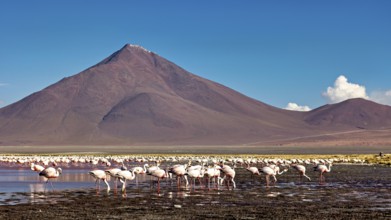 Flamingos in large numbers in front of picturesque mountains and sky, the James flamingos in the