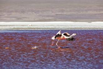 A flamingo flies low over a red lake, wings outstretched in motion, The James flamingos in the