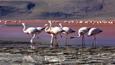 A group of flamingos stands in shallow water against a mountain backdrop, The James flamingos in