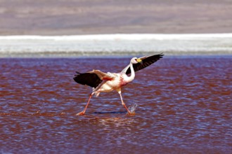 A flamingo strides across the red water of the lake, lifting its wings with every step, The James