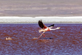 A flamingo flies over a red lake, its wings raised in the air, The James flamingos in the Laguna