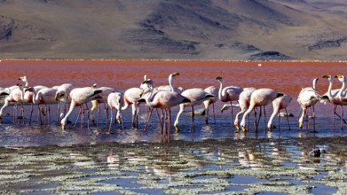 A group of flamingos in the calm waters of a red lagoon with mountains in the background, The James