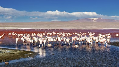 Flamingos stand in the calm waters of a red lagoon under a blue sky, The James flamingos in the