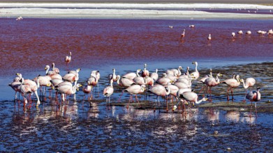 Flamingos resting in the reflecting waters of a lagoon in the middle of a desert landscape, The