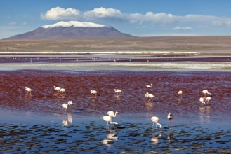 Flamingos standing in a red lake with a snow-covered volcano in the background, The James flamingos