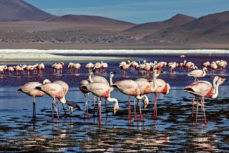Flamingos resting in still water with a view of distant mountains, The James flamingos in the