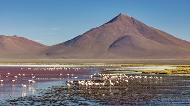 Flamingos in the red water in front of a large volcano, clear blue sky, The James flamingos in the