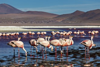 Flamingos in the water with mountains in the background and blue sky, The James flamingos in the