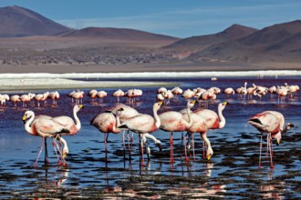 A harmonious scene of flamingos in the water against a mountain backdrop, the James flamingos in