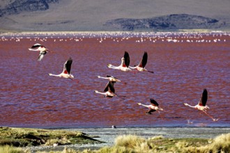 Flying flamingos over a red lake with a mountainous landscape in the background, the James