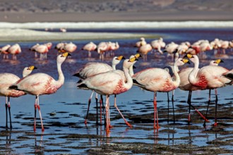 Close-up of a group of flamingos in shallow water, The James flamingos in the Laguna Colorada in