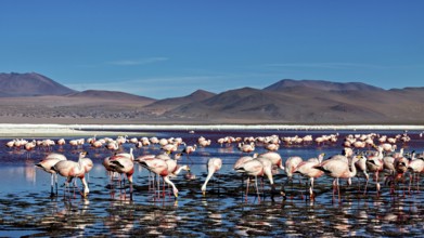 Flamingos standing in large numbers in the water of a high Andean lake, surrounded by mountain