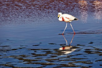 A flamingo walks across the water, its reflection is clear, The James flamingos in the Laguna