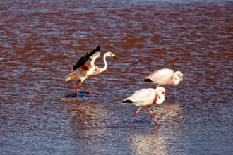 Three flamingos walk through the red water, one spreads its wings, The James flamingos in the