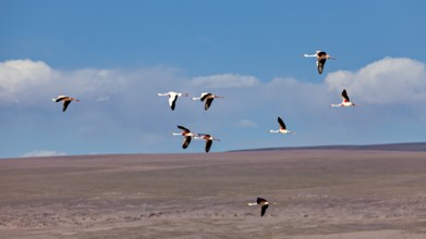 Several flamingos flying high in the blue sky over a wide landscape, the James flamingos in the